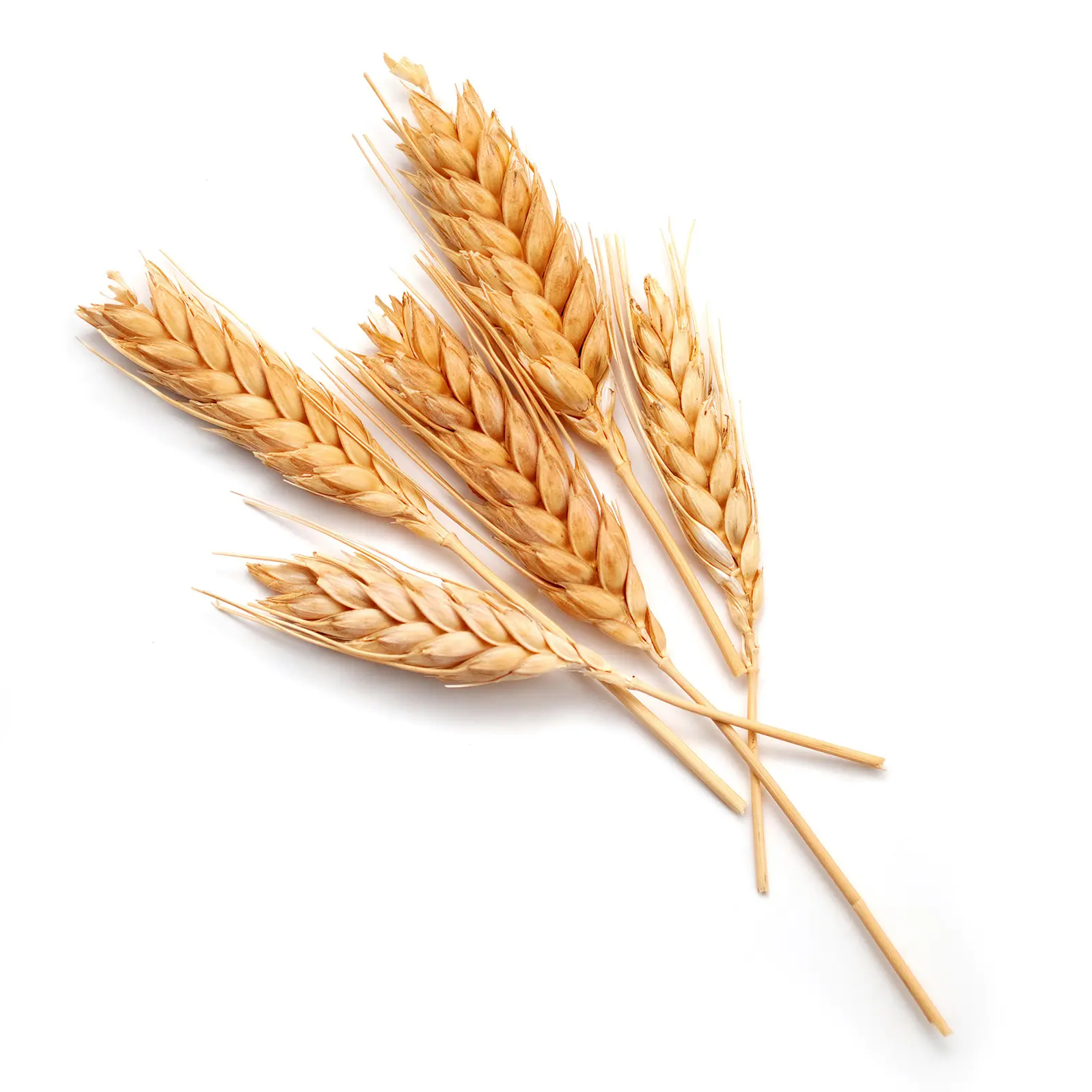 Detail-Wheat-and-Rye.jpg
